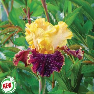 Mexican Holiday Iris Thumbnail